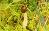 Verpa conica image