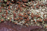 Cladonia subradiata image