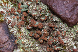 Cladonia subradiata image