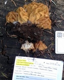 Gyromitra montana image