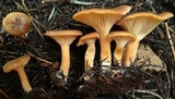 Clitocybe squamulosa image