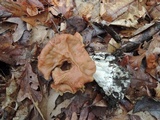 Gyromitra brunnea image