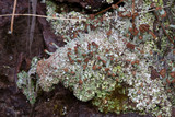 Cladonia subradiata image