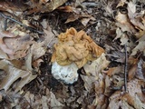 Gyromitra korfii image