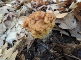 Gyromitra korfii image