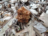 Gyromitra korfii image