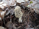 Morchella americana image