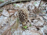 Morchella americana image