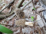 Morchella americana image