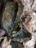 Arachnopeziza aurelia image