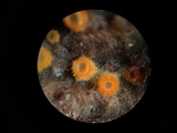 Arachnopeziza aurelia image