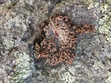 Lasallia pustulata image