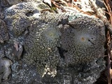 Lasallia pustulata image