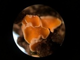 Lachnellula resinaria image