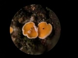 Lachnellula resinaria image