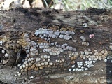 Xylobolus frustulatus image