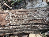 Xylobolus frustulatus image