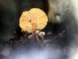 Xeromphalina enigmatica image