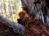 Xeromphalina enigmatica image