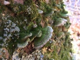 Trichaptum abietinum image