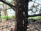 Dendrothele nivosa image