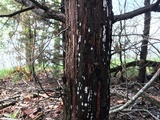 Dendrothele nivosa image