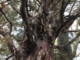 Dendrothele nivosa image