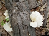 Pleurotus populinus image