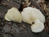 Pleurotus populinus image