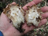Gyromitra korfii image
