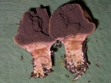 Scleroderma areolatum image