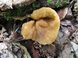 Gyromitra leucoxantha image