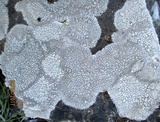 Lecanora rupicola var. rupicola image