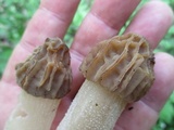 Morchella punctipes image