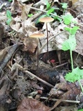 Rhizomarasmius pyrrhocephalus image