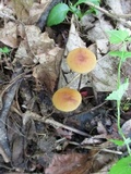 Rhizomarasmius pyrrhocephalus image