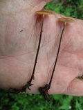 Rhizomarasmius pyrrhocephalus image