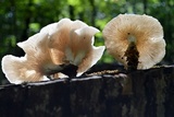 Pleurotus pulmonarius image