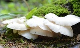 Pleurotus pulmonarius image