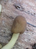 Verpa conica image