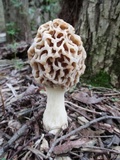 Morchella ulmaria image