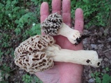 Morchella ulmaria image