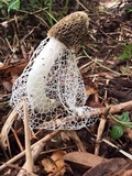 Phallus indusiatus image