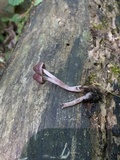 Psathyrella bipellis image