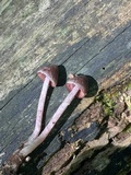 Psathyrella bipellis image