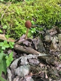 Psathyrella bipellis image