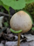 Psathyrella bipellis image