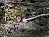 Psathyrella bipellis image
