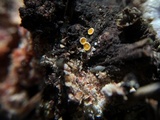 Lachnellula resinaria image