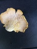 Pleurotus populinus image